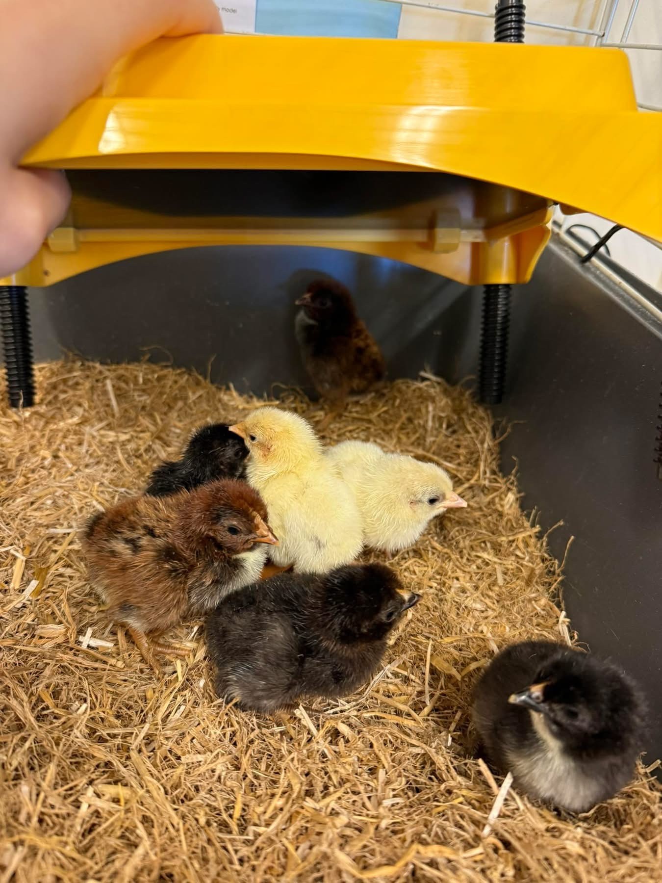 Hatching Chick Eggs