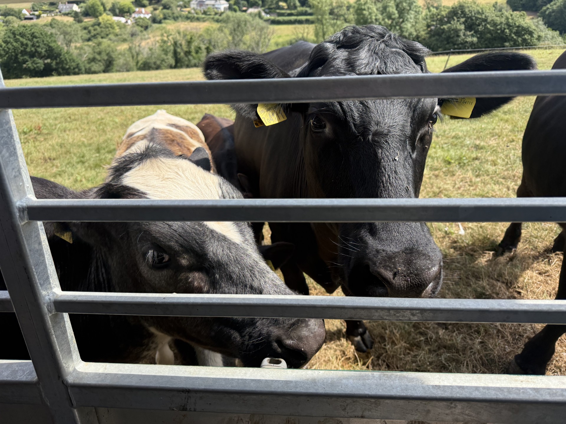 Trip to Newhayes Farm
